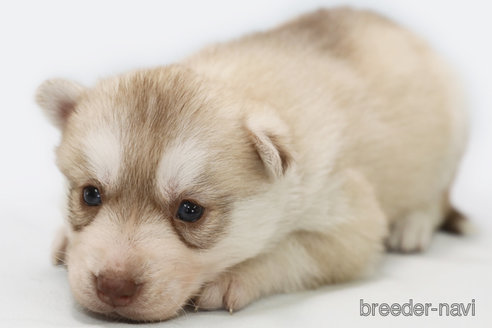 成約済の神奈川県のシベリアンハスキー-369480